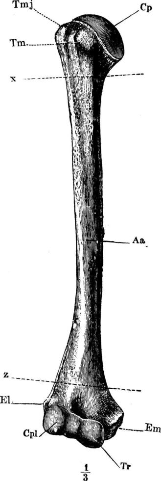 The Humerus, vintage illustration. vector