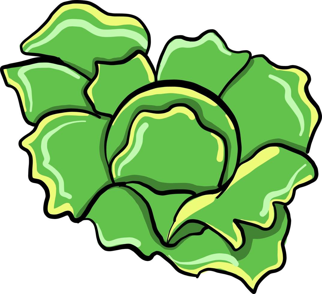 Fresh cabbage, illustration, vector on white background.