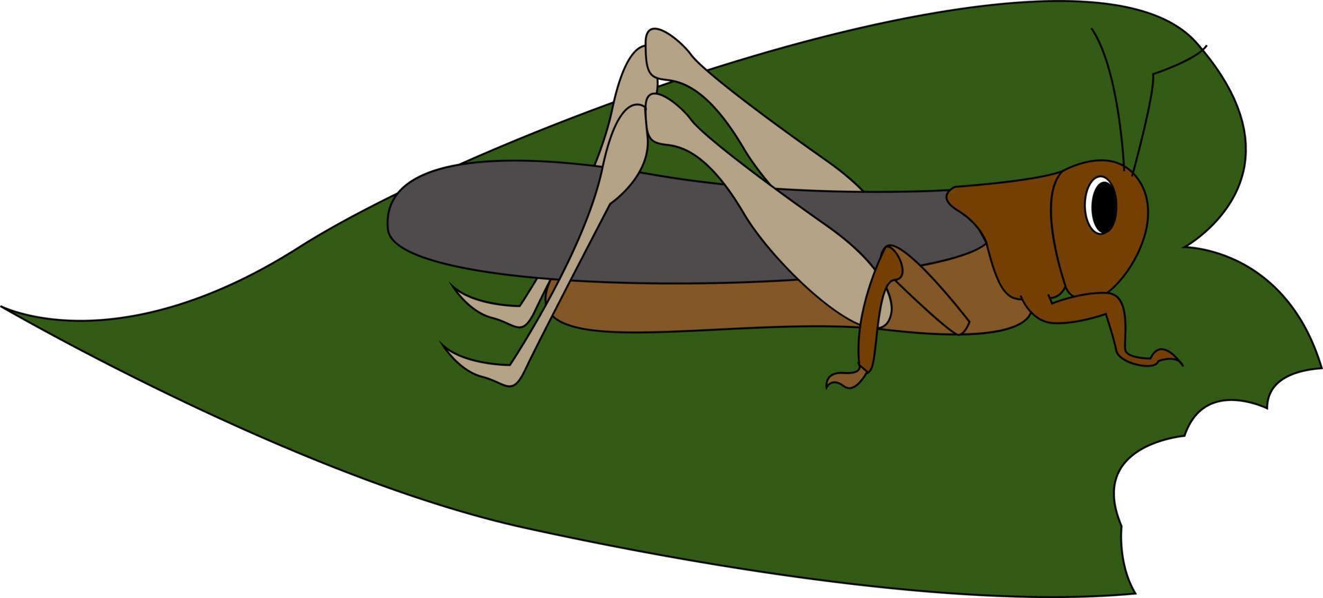 Locust on leaf, illustration, vector on white background.