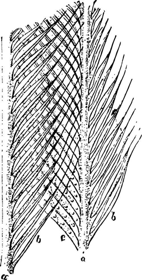 Estructura de una pluma sales