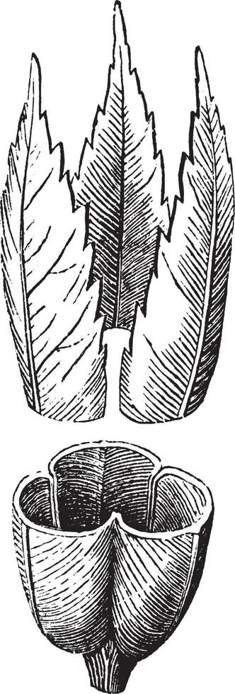 ilustración vintage de sandwort. vector