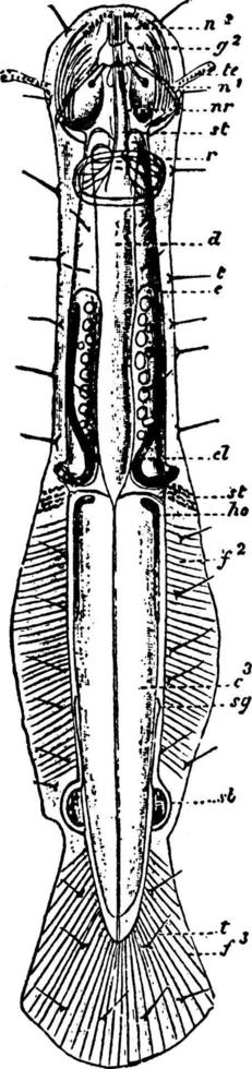 Chaetognatha, vintage illustration. vector