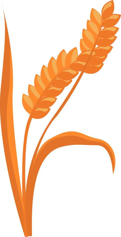 Ears of wheat, illustration, vector on white background