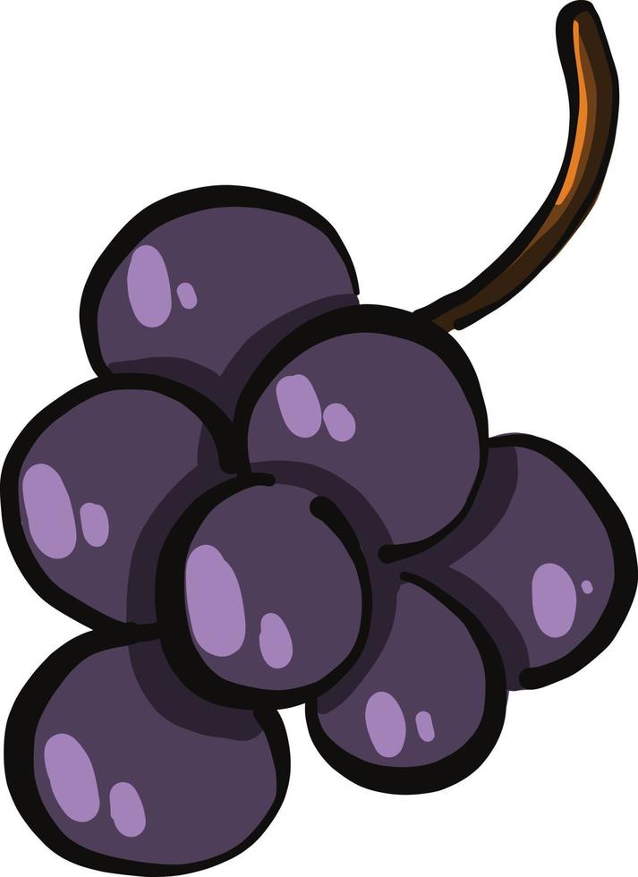 uvas moradas, ilustración, vector sobre fondo blanco.