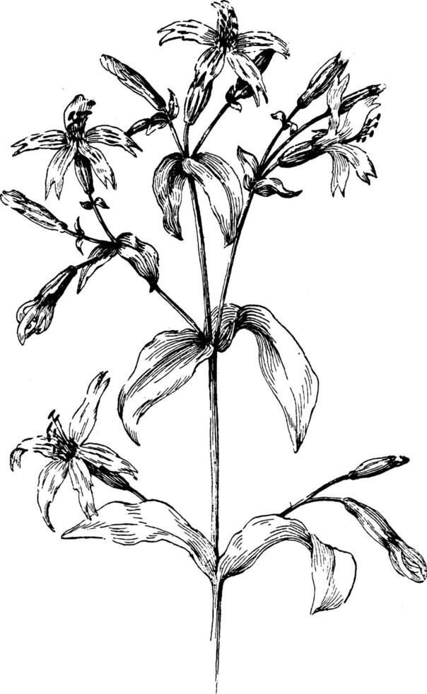 Silene Virginica vintage illustration. vector