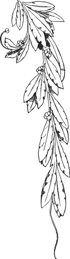laurel spanrail branch es un estilo louis xvi, grabado antiguo. vector