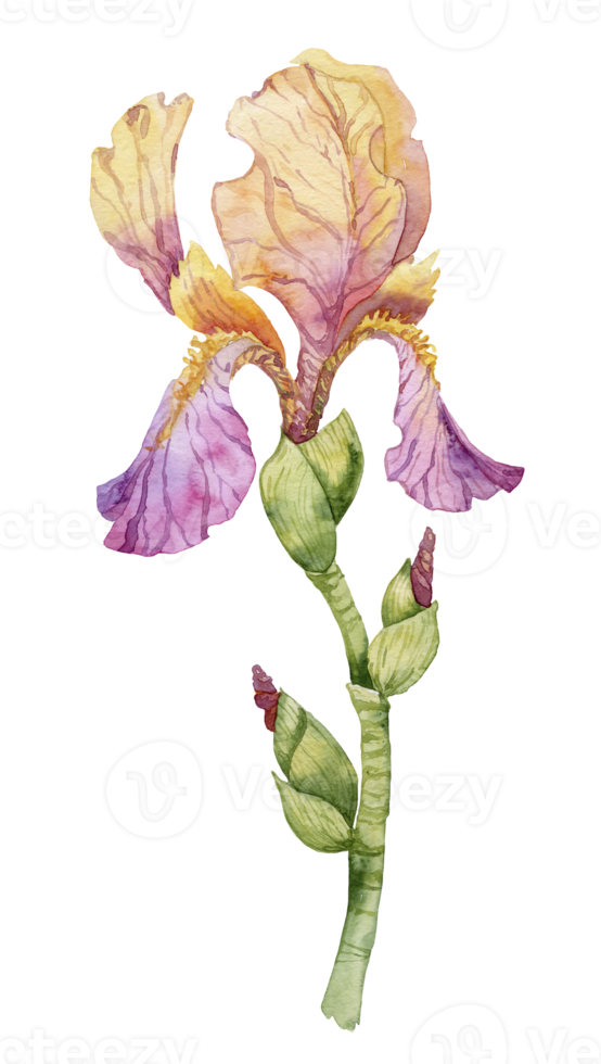 flor de iris púrpura, ilustración de pintura dibujada a mano con acuarela, aislada en fondo blanco. png