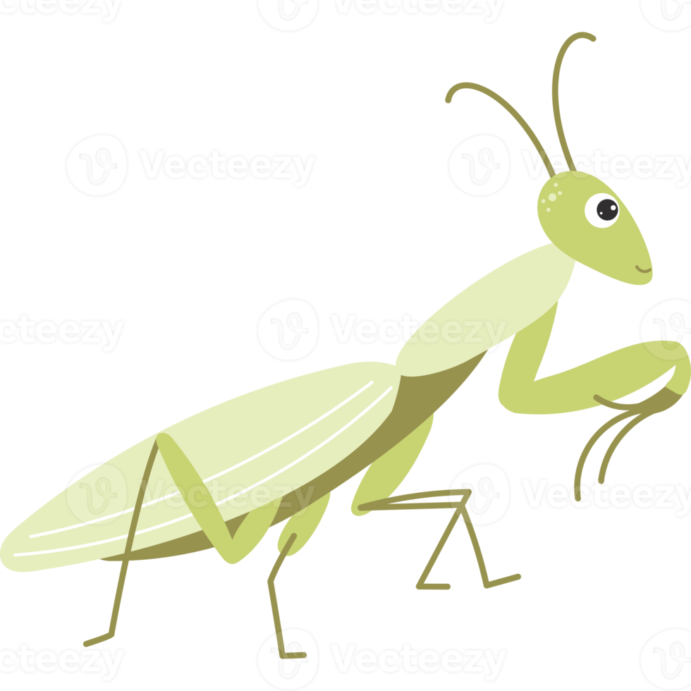 insecte mante. beau personnage de sauterelle verte png