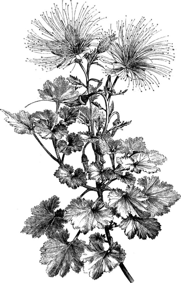 Portion of Plant of Mentzelia Bartonioides vintage illustration. vector