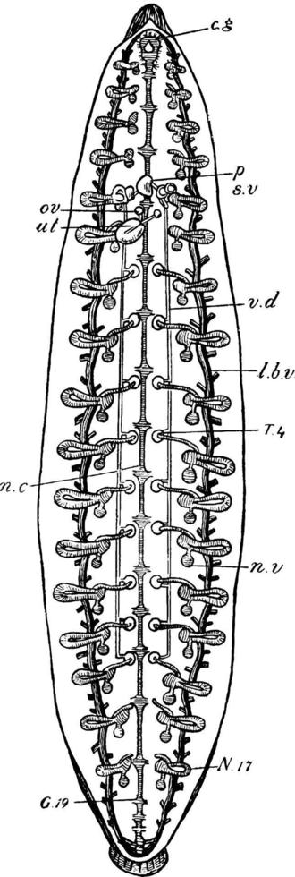 Leech Dissection, vintage illustration. vector