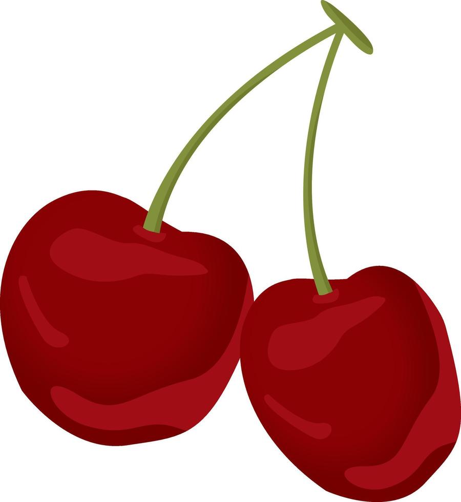 Two cherries ,illustration, vector on white background.