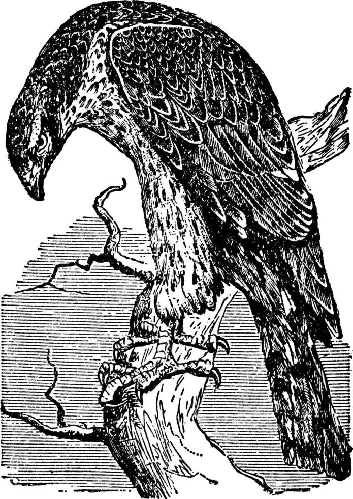 Goshawk or Goshauk or Goose-Hawk, vintage illustration. vector