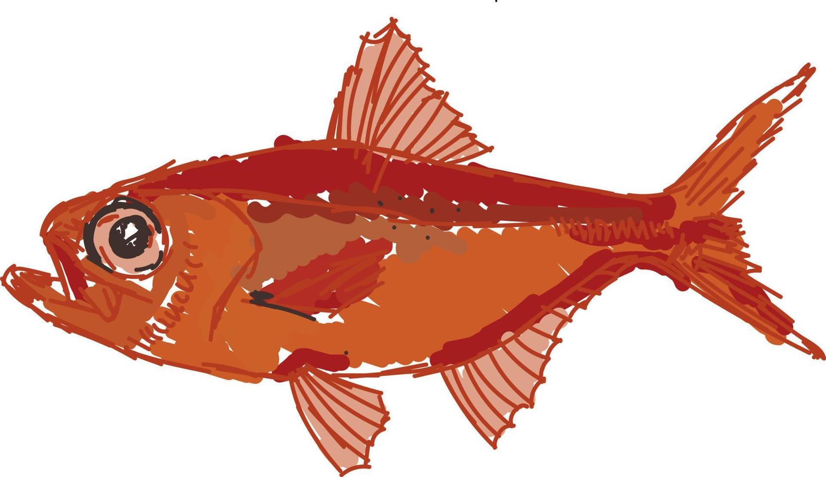 Red alfonsino fish, illustration, vector on white background.