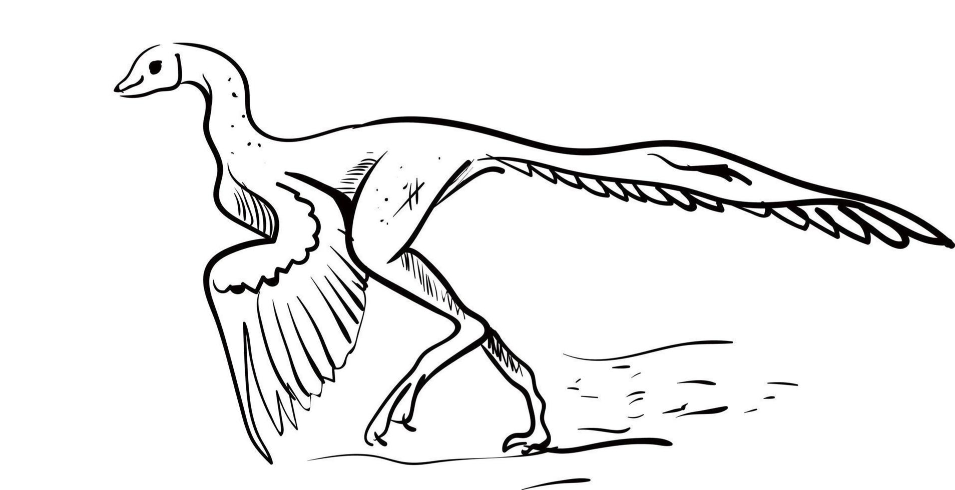 Archaeopteryx drawing, illustration, vector on white background.