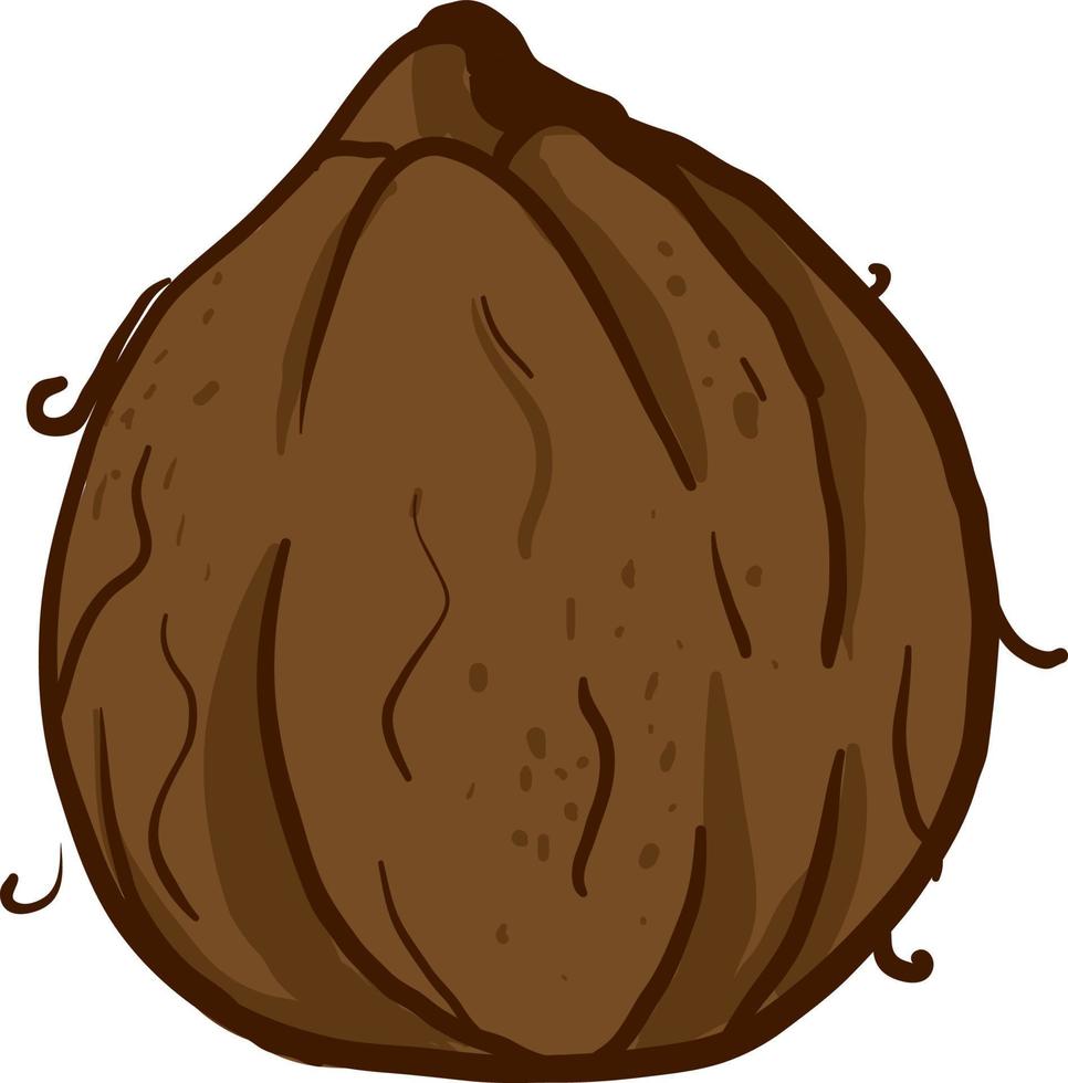 Interesting coconut, illustration, vector on white background.