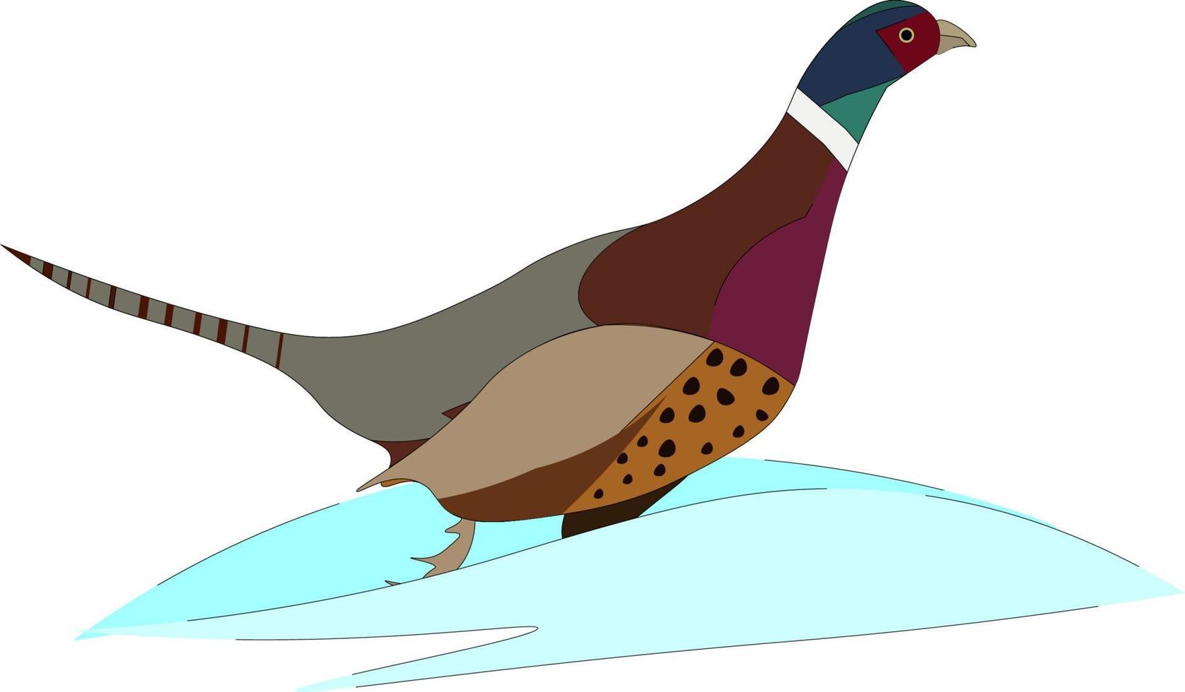 Mix color pheasant, illustration, vector on white background.