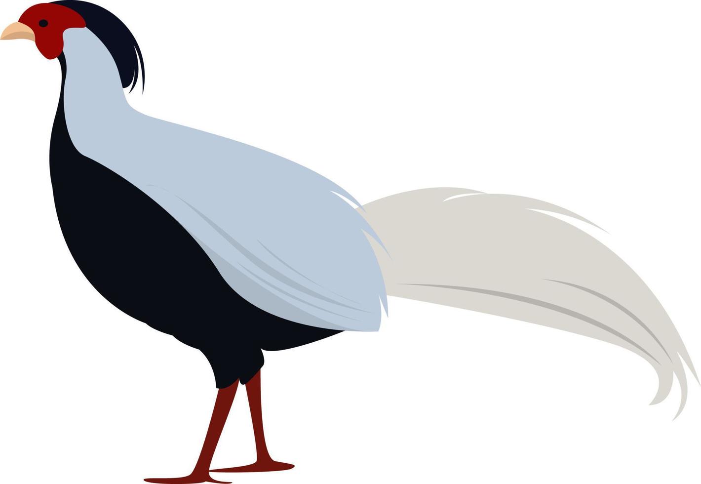 Silver pheasant, illustration, vector on white background.