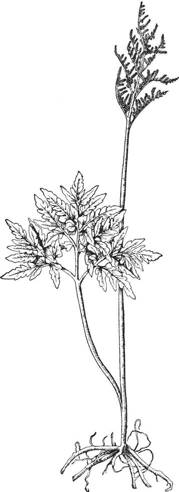 Botrychium Obliquum vintage illustration. vector