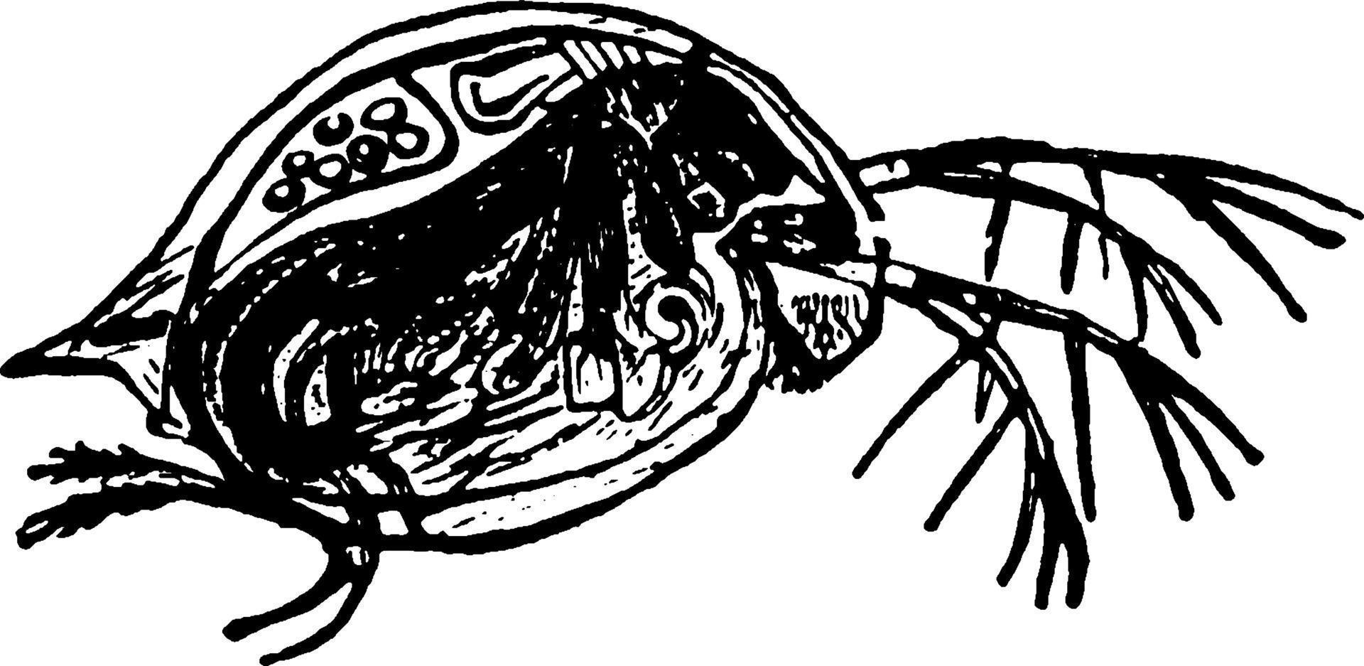 Water Flea, vintage illustration. vector