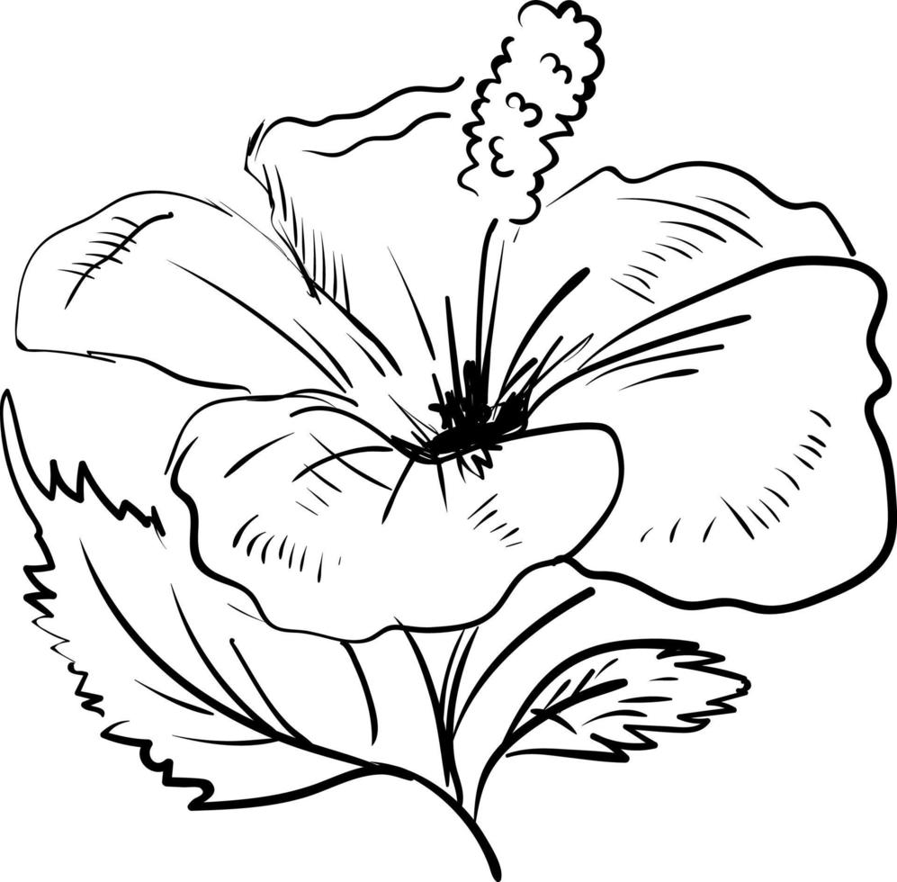 Hibiscus sketch, illustration, vector on white background.