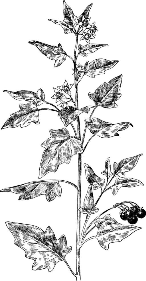 Black Nightshade vintage illustration. vector