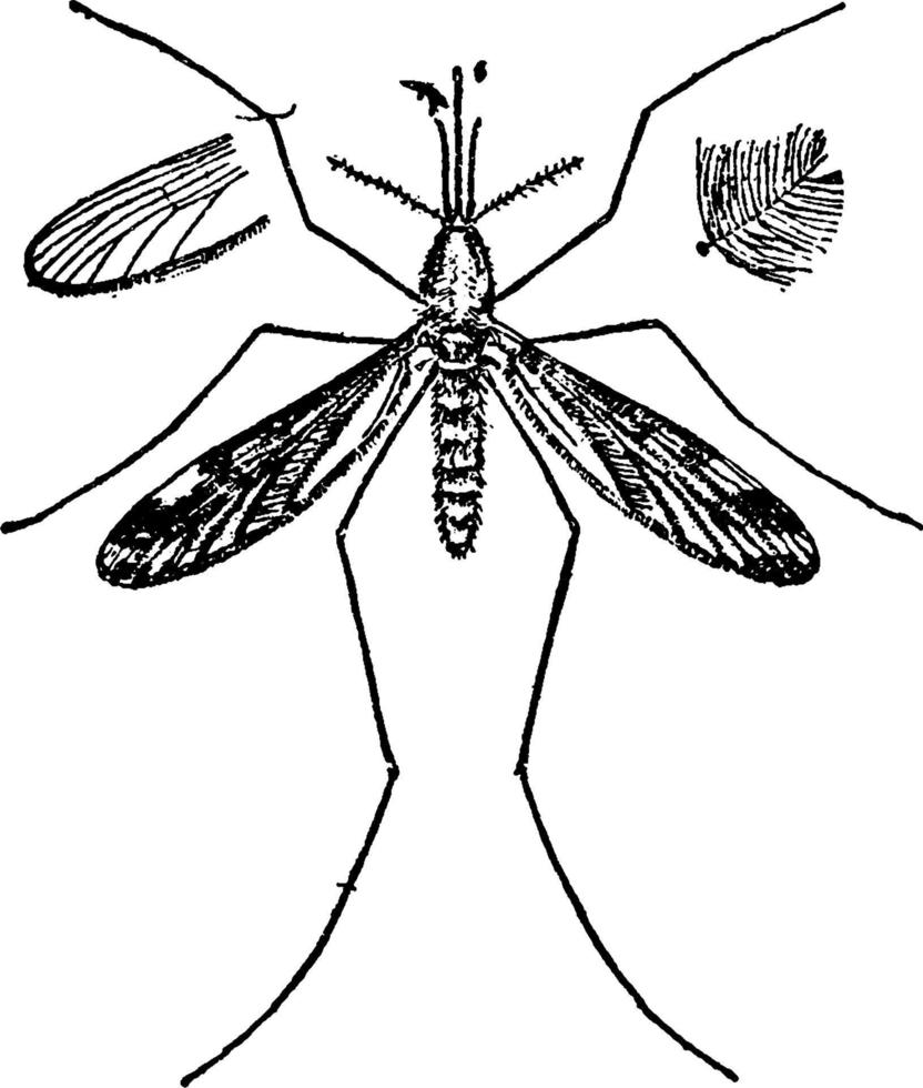 Mosquito, vintage illustration vector