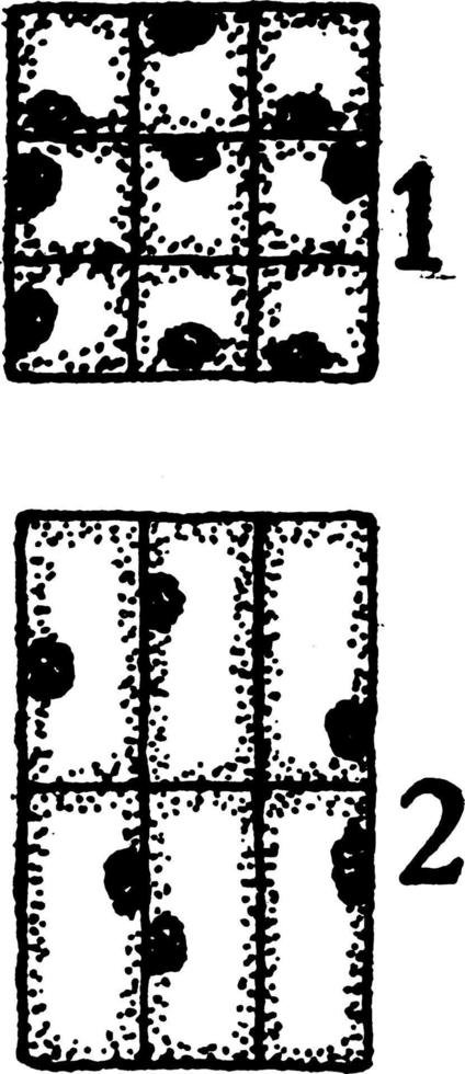 Bast Fibers 1 and 2 vintage illustration. vector