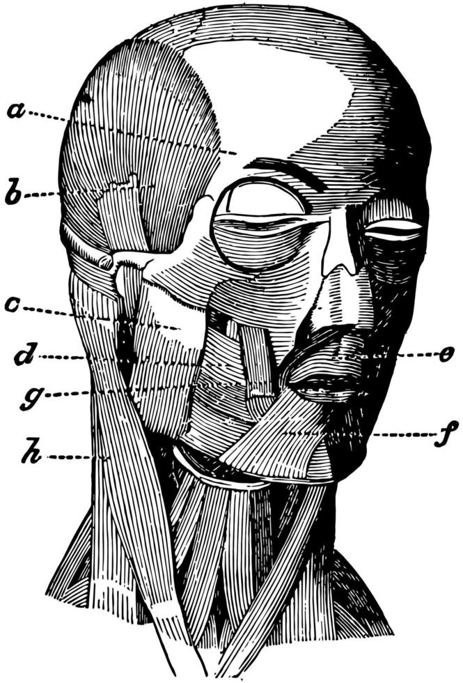 Muscles of the Face and Neck, vintage illustration. vector