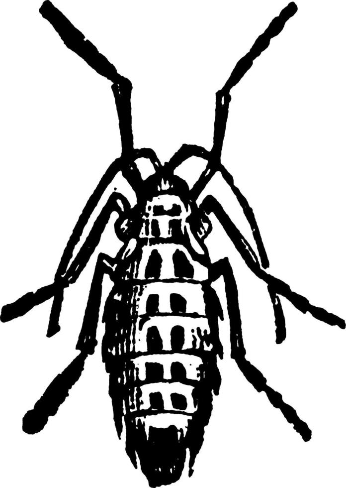 polilla o hybernia tiliaria, ilustración vintage. vector