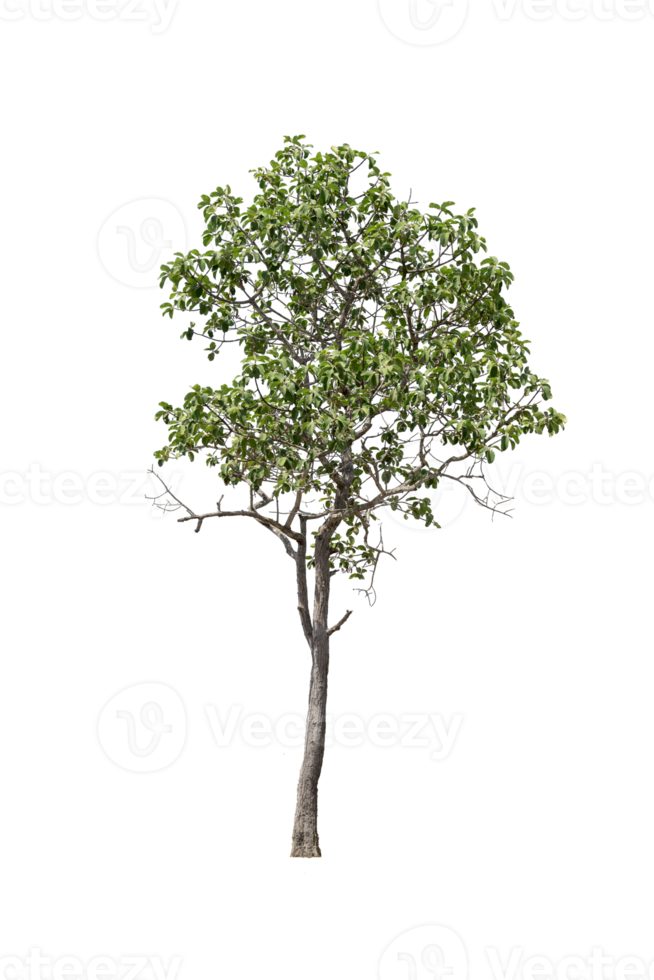 verde albero png