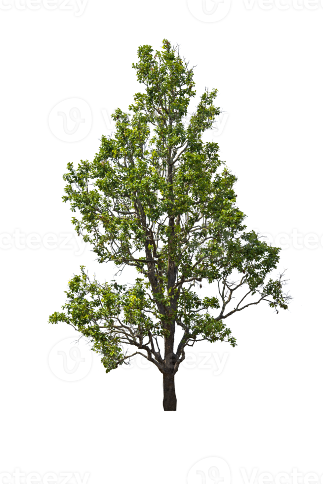 Tree isolated png