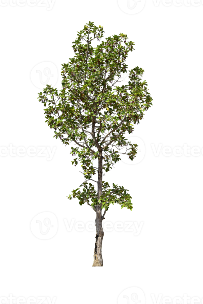 verde albero isolato png