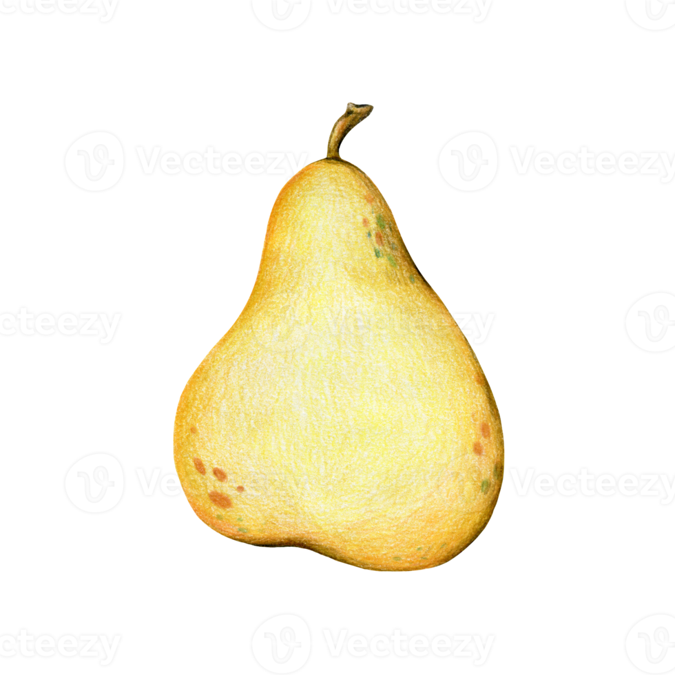 Bright yellow ripe pear, hand-painted with colored pencils, cartoon, isolated on a white background png
