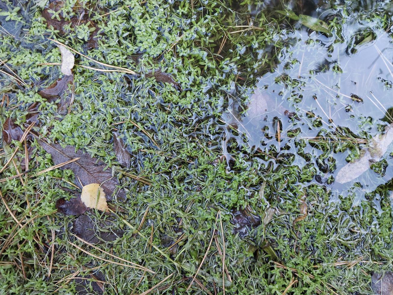 Green texture of wet grass and moss photo