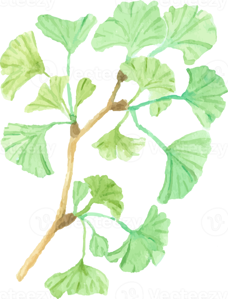 vattenfärg grön gingko blad gren png