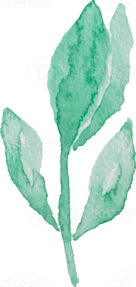 watercolor green leaf element png