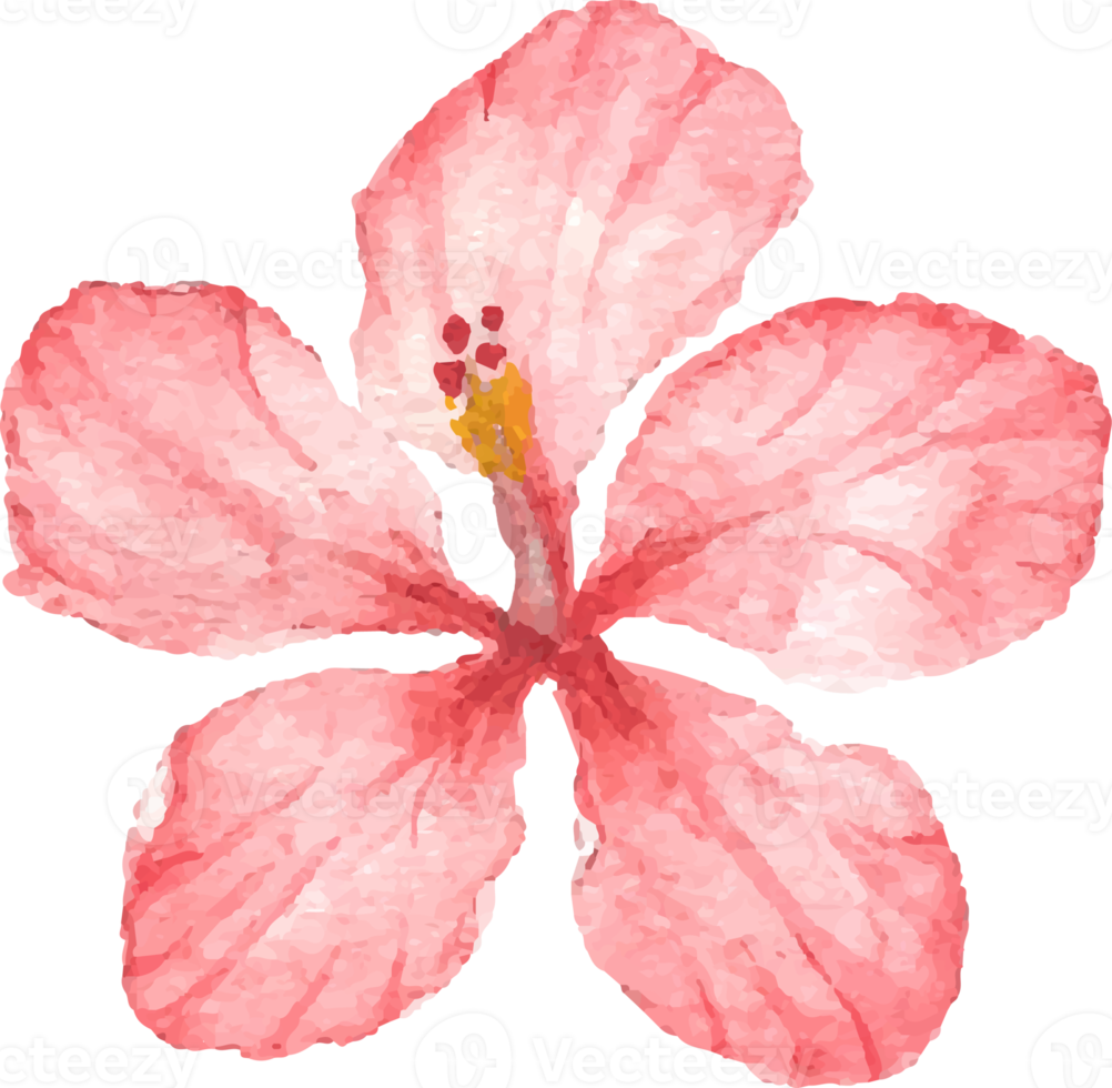 watercolor hand draw summer red hibiscus flower png