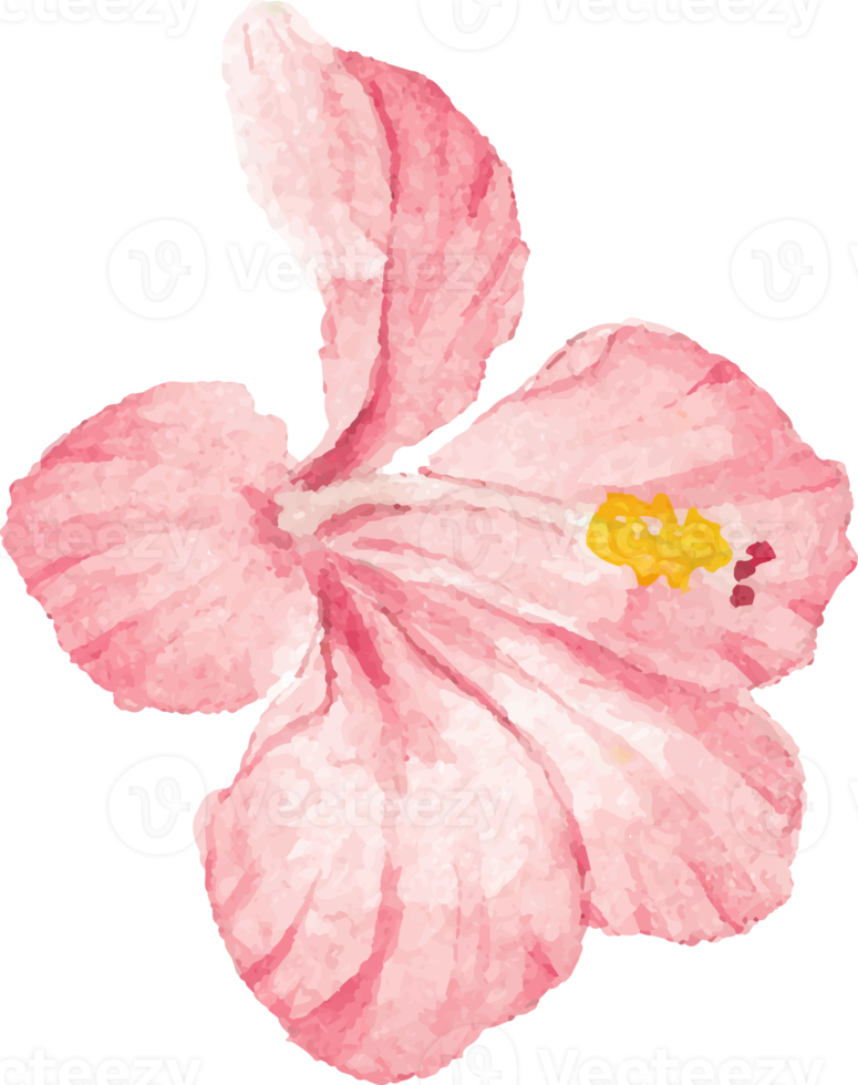watercolor hand draw summer red hibiscus flower png