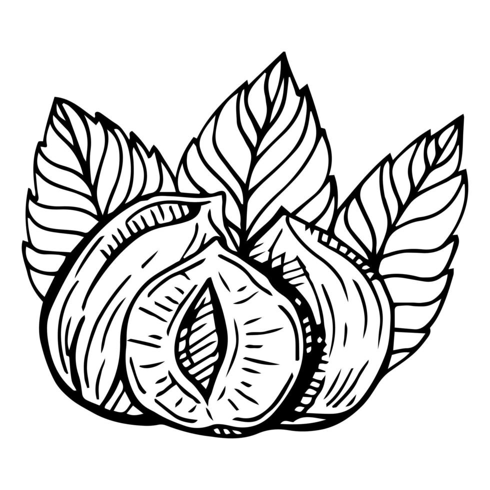 Vector hand drawn hazelnut for template label, packing and emblem farmer market design. Retro sketch style.