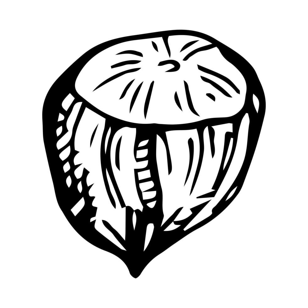 hazelnut hand illustration, vector image, retro style