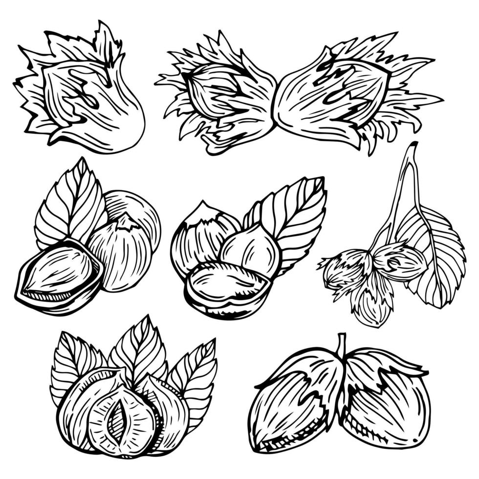 Hazel nut set. Isolated flat hazelnut in shell and peeled with leaves sketch icons. Natural healthy hazel nut organic food collection. Vegetarian diet snack vector illustration