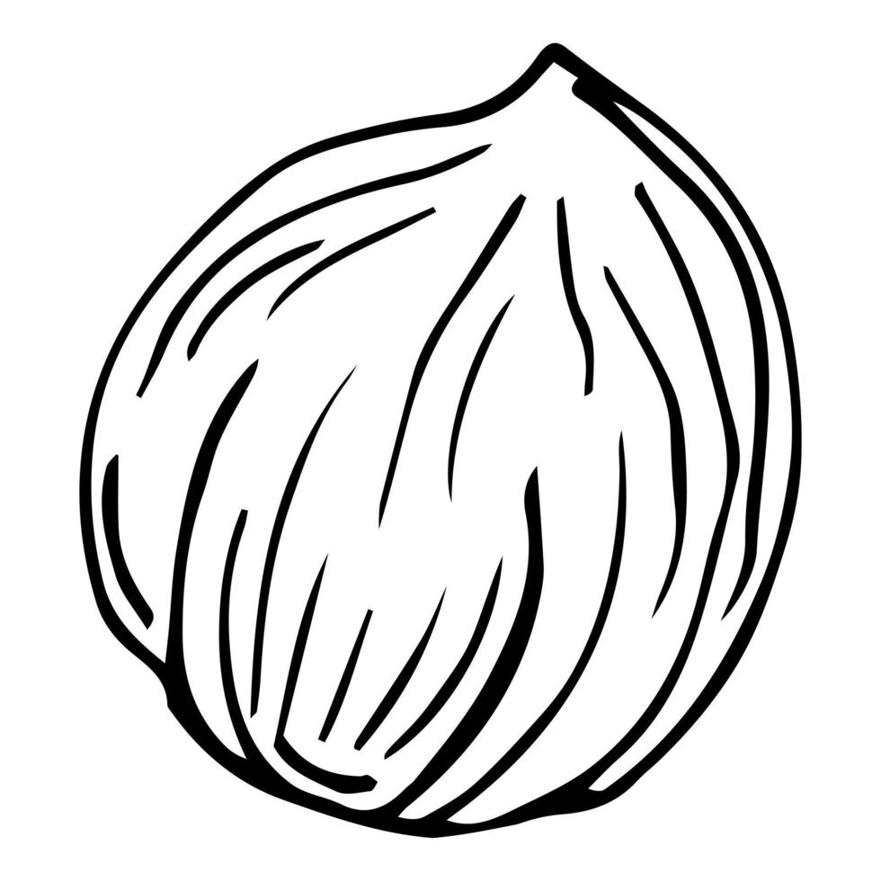 Vector hand drawn hazelnut for template label, packing and emblem farmer market design. Retro sketch style.