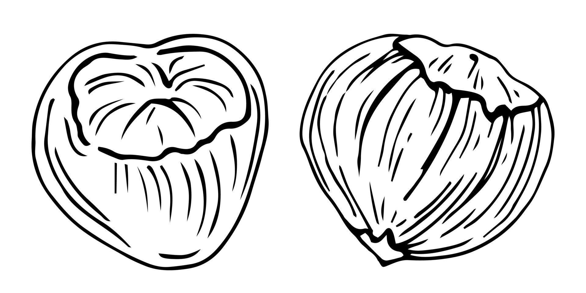 Hazel nut set. Isolated flat hazelnut in shell and peeled with leaves sketch icons. Natural healthy hazel nut organic food collection. Vegetarian diet snack vector illustration