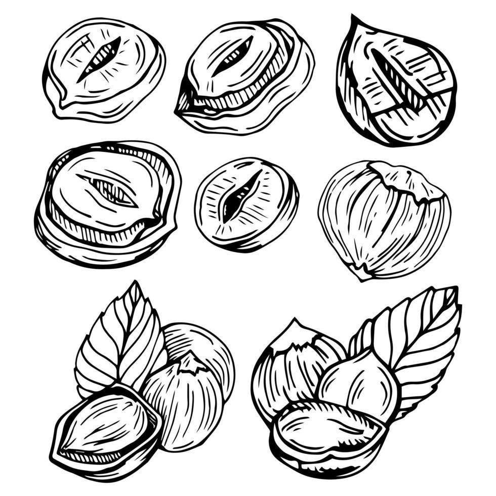 Hazel nut set. Isolated flat hazelnut in shell and peeled with leaves sketch icons. Natural healthy hazel nut organic food collection. Vegetarian diet snack vector illustration