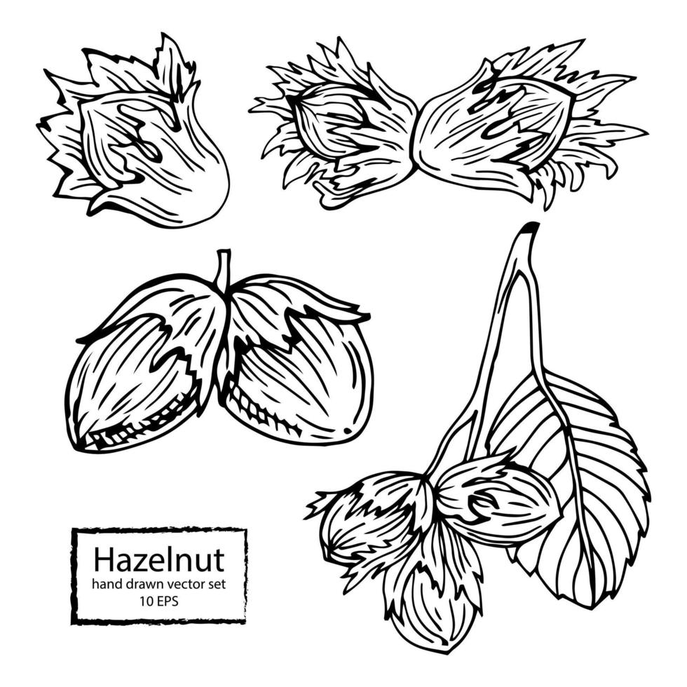 Hazel nut set. Isolated flat hazelnut in shell and peeled with leaves sketch icons. Natural healthy hazel nut organic food collection. Vegetarian diet snack vector illustration