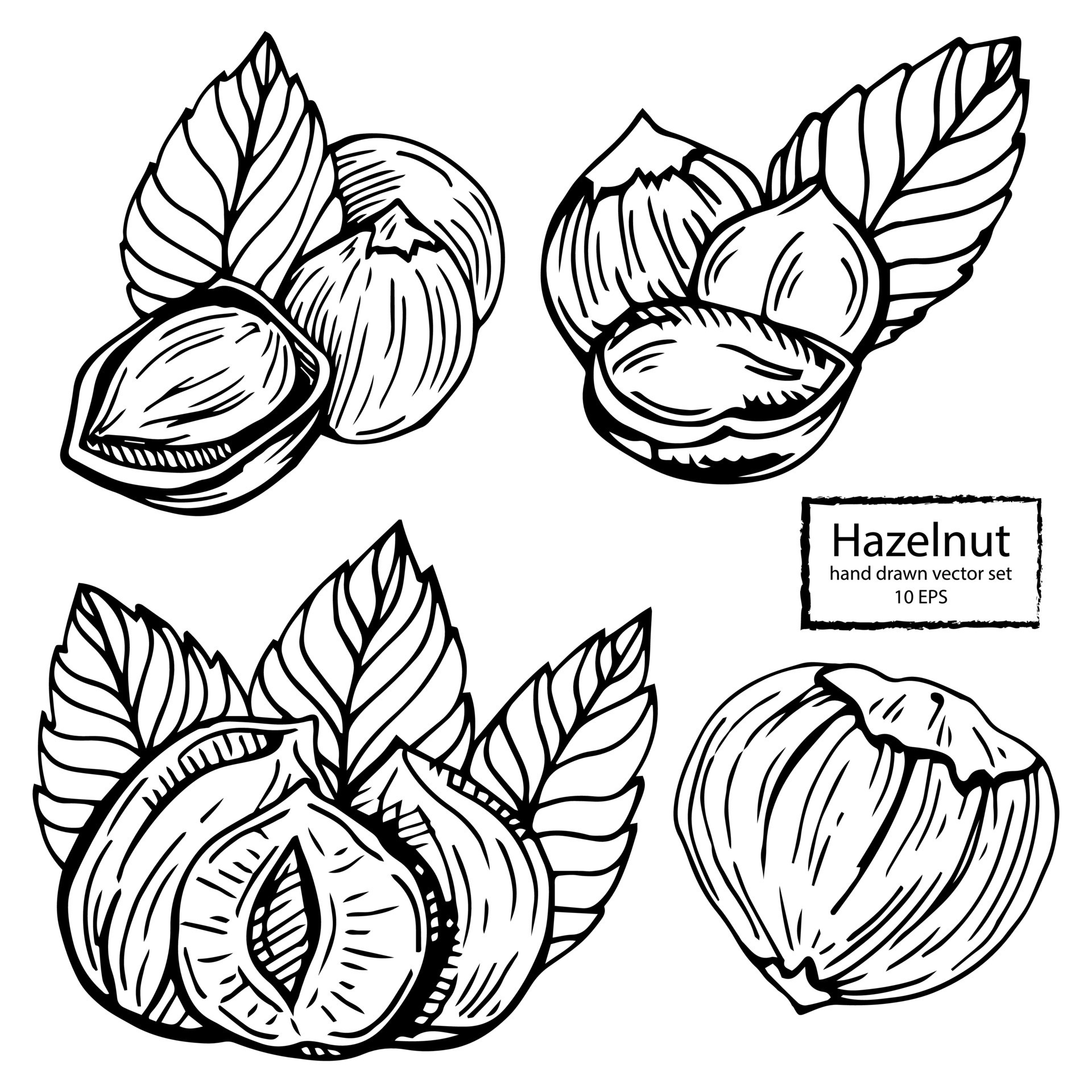 Hazel nut set. Isolated flat hazelnut in shell and peeled with leaves