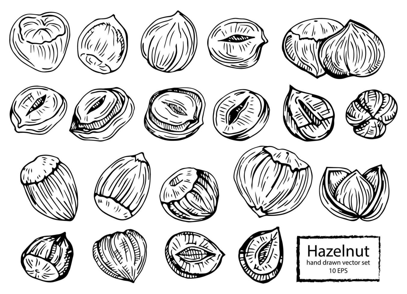 Hazel nut set. Isolated flat hazelnut in shell and peeled with leaves sketch icons. Natural healthy hazel nut organic food collection. Vegetarian diet snack vector illustration