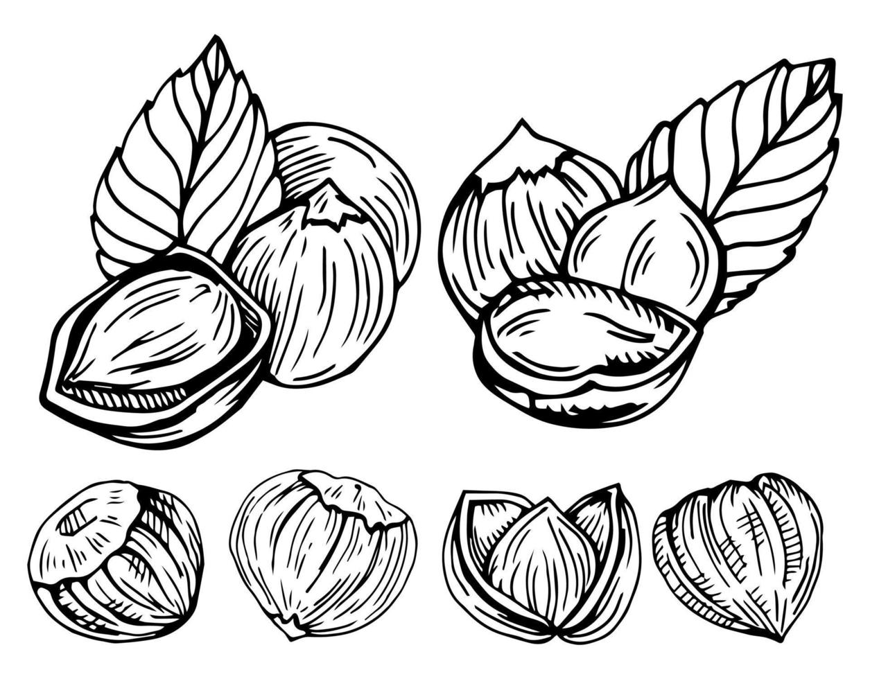 Hazel nut set. Isolated flat hazelnut in shell and peeled with leaves sketch icons. Natural healthy hazel nut organic food collection. Vegetarian diet snack vector illustration