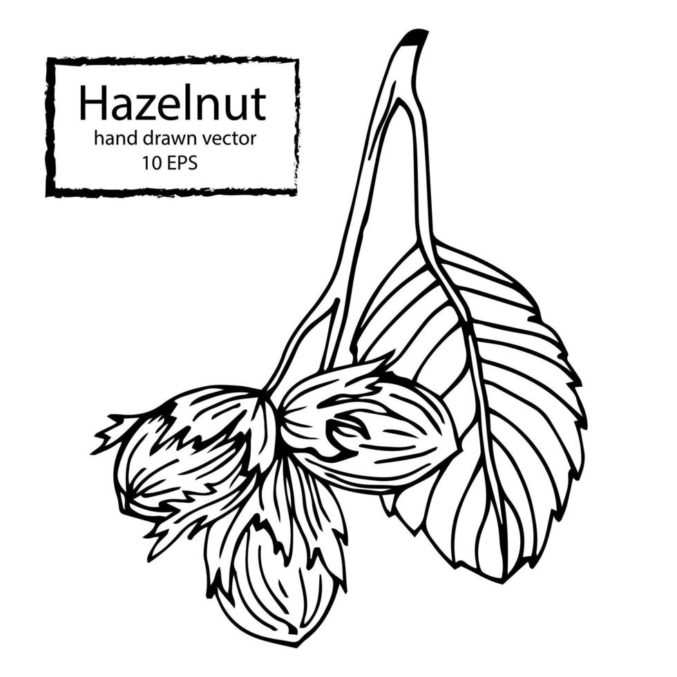 hazelnut hand illustration, vector image, retro style