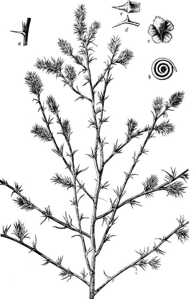 salina salsola kali var. ilustración vintage del trago. vector